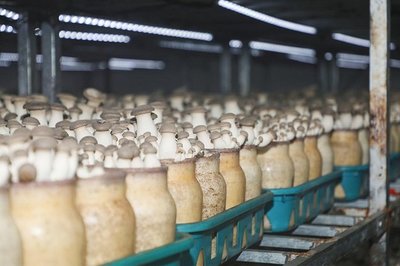 學有所獲、學有所用!"鄉(xiāng)村振興&middot;網(wǎng)信助農(nóng)"助力網(wǎng)信新農(nóng)人活動第一期&middot;西海岸新區(qū)專場圓滿收官